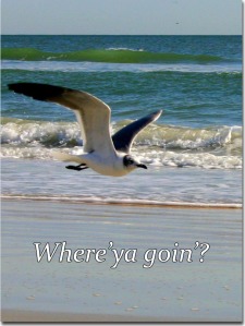 seagull-bird-flight-beach-Where-Ya-Goin