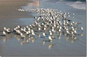 seagulls-birds-beach