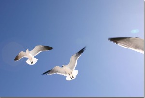 seagulls-birds-flight